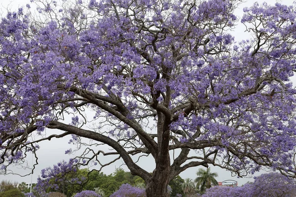 Piękne Żywe Fioletowe Drzewa Jacandra Parku Queensland — Zdjęcie stockowe