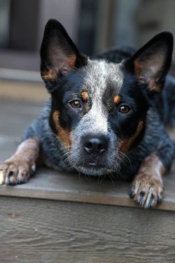 Avustralya Sığır Köpeği olarak da bilinen genç bir mavi düdüklü köpeğe yakın çekim.