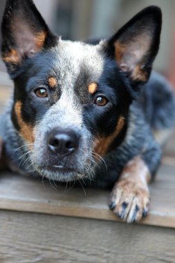 Avustralya Sığır Köpeği olarak da bilinen genç bir mavi düdüklü köpeğe yakın çekim.