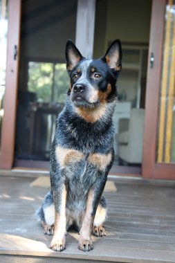 Avustralya Sığır Köpeği olarak da bilinen genç bir mavi düdüklü köpeğe yakın çekim.