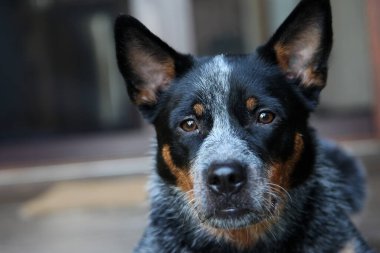 Avustralya Sığır Köpeği olarak da bilinen genç bir mavi düdüklü köpeğe yakın çekim.