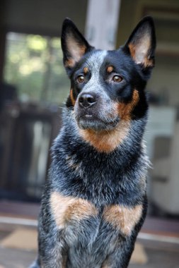 Avustralya Sığır Köpeği olarak da bilinen genç bir mavi düdüklü köpeğe yakın çekim.