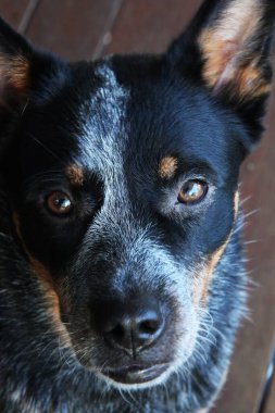 Avustralya Sığır Köpeği olarak da bilinen genç bir mavi düdüklü köpeğe yakın çekim.