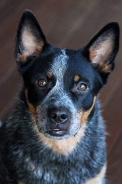 Avustralya Sığır Köpeği olarak da bilinen genç bir mavi düdüklü köpeğe yakın çekim.
