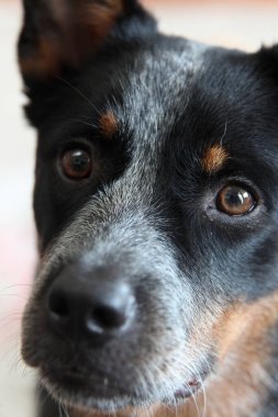 Avustralya Sığır Köpeği olarak da bilinen genç bir mavi düdüklü köpeğe yakın çekim.