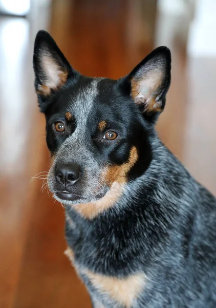Avustralya Sığır Köpeği Olarak Bilinen Genç Bir Mavi Düdüklü Köpeğe — Stok fotoğraf