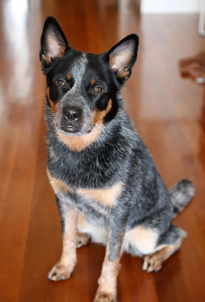 Close Van Een Jonge Blauwe Heeler Hond Ook Wel Bekend — Stockfoto