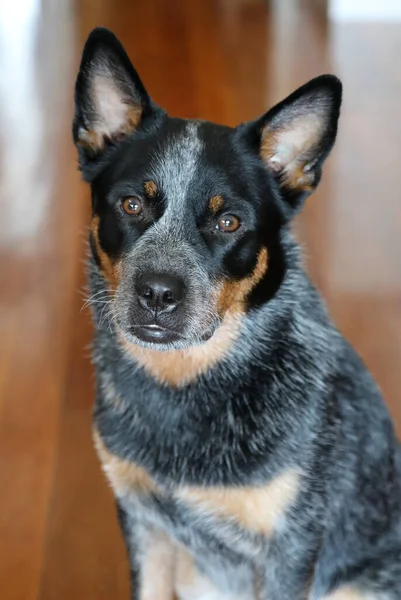 Närbild Ung Blå Hälen Hund Även Känd Som Australisk Nötkreatur — Stockfoto