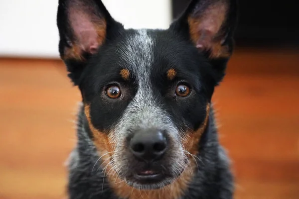 Closeup Jovem Cão Salto Azul Também Conhecido Como Cão Gado — Fotografia de Stock