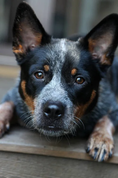 Closeup Jovem Cão Salto Azul Também Conhecido Como Cão Gado — Fotografia de Stock