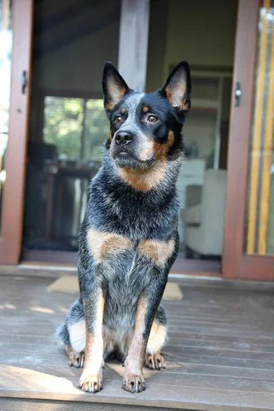 Zbliżenie Młodego Niebieskiego Psa Obcasowego Znanego Również Jako Australijski Pies — Zdjęcie stockowe