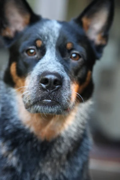 Closeup Jovem Cão Salto Azul Também Conhecido Como Cão Gado — Fotografia de Stock