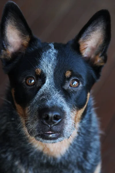 Крупный План Молодой Собаки Синих Каблуках Известной Австралийский Скотный Пёс — стоковое фото