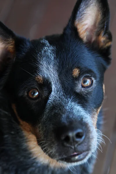 Крупный План Молодой Собаки Синих Каблуках Известной Австралийский Скотный Пёс — стоковое фото