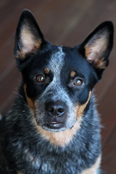 Closeup Jovem Cão Salto Azul Também Conhecido Como Cão Gado — Fotografia de Stock