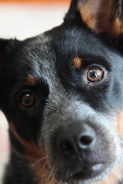 Closeup Jovem Cão Salto Azul Também Conhecido Como Cão Gado — Fotografia de Stock