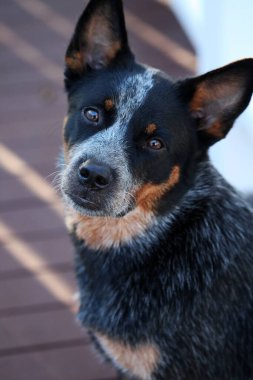 Avustralya Sığır Köpeği olarak da bilinen genç bir mavi düdüklü köpeğe yakın çekim.