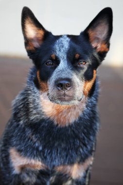 Avustralya Sığır Köpeği olarak da bilinen genç bir mavi düdüklü köpeğe yakın çekim.