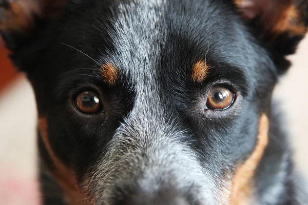 Detailní Záběr Mladého Modrého Podpatkového Psa Známého Také Jako Australský — Stock fotografie