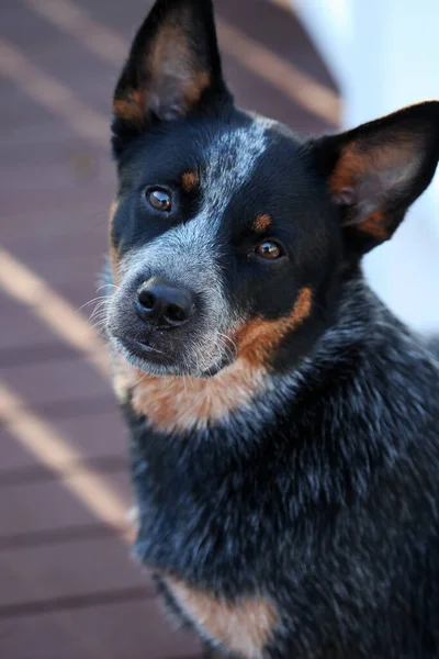 Detailní Záběr Mladého Modrého Podpatkového Psa Známého Také Jako Australský — Stock fotografie
