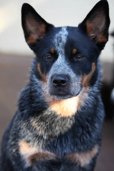 Avustralya Sığır Köpeği Olarak Bilinen Genç Bir Mavi Düdüklü Köpeğe — Stok fotoğraf
