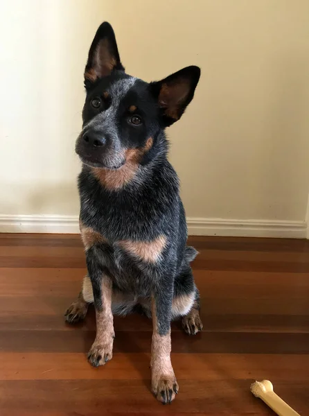 Closeup Jovem Cão Salto Azul Também Conhecido Como Cão Gado — Fotografia de Stock