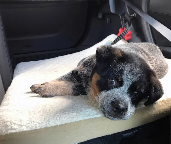 Hermoso Blue Heeler También Conocido Como Cachorro Perro Ganado Australiano — Foto de Stock