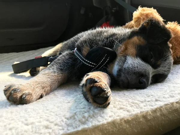 Όμορφη Blue Heeler Επίσης Γνωστή Αυστραλίας Σκύλος Κουτάβι Ένα Κρεβάτι — Φωτογραφία Αρχείου