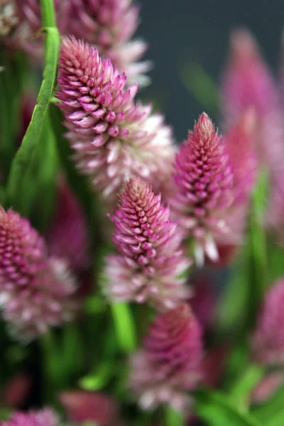 Detailní Záběr Růžovobílé Celosie Amaranthaceae — Stock fotografie