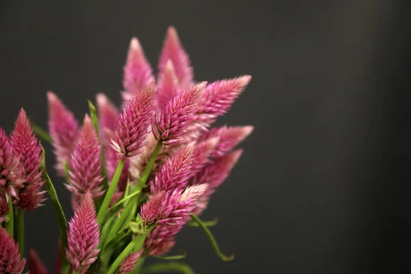 Detailní Záběr Růžovobílé Celosie Amaranthaceae — Stock fotografie
