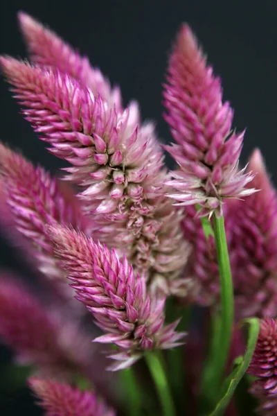 Detailní Záběr Růžovobílé Celosie Amaranthaceae — Stock fotografie