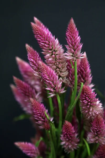 Zbliżenie Różowej Białej Celozy Amaranthaceae — Zdjęcie stockowe