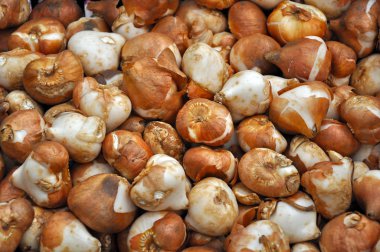 Çiçek soğanı dikim için hazır