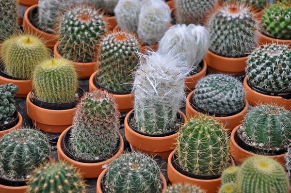 ミニのサボテンの植物の盛り合わせ — ストック写真