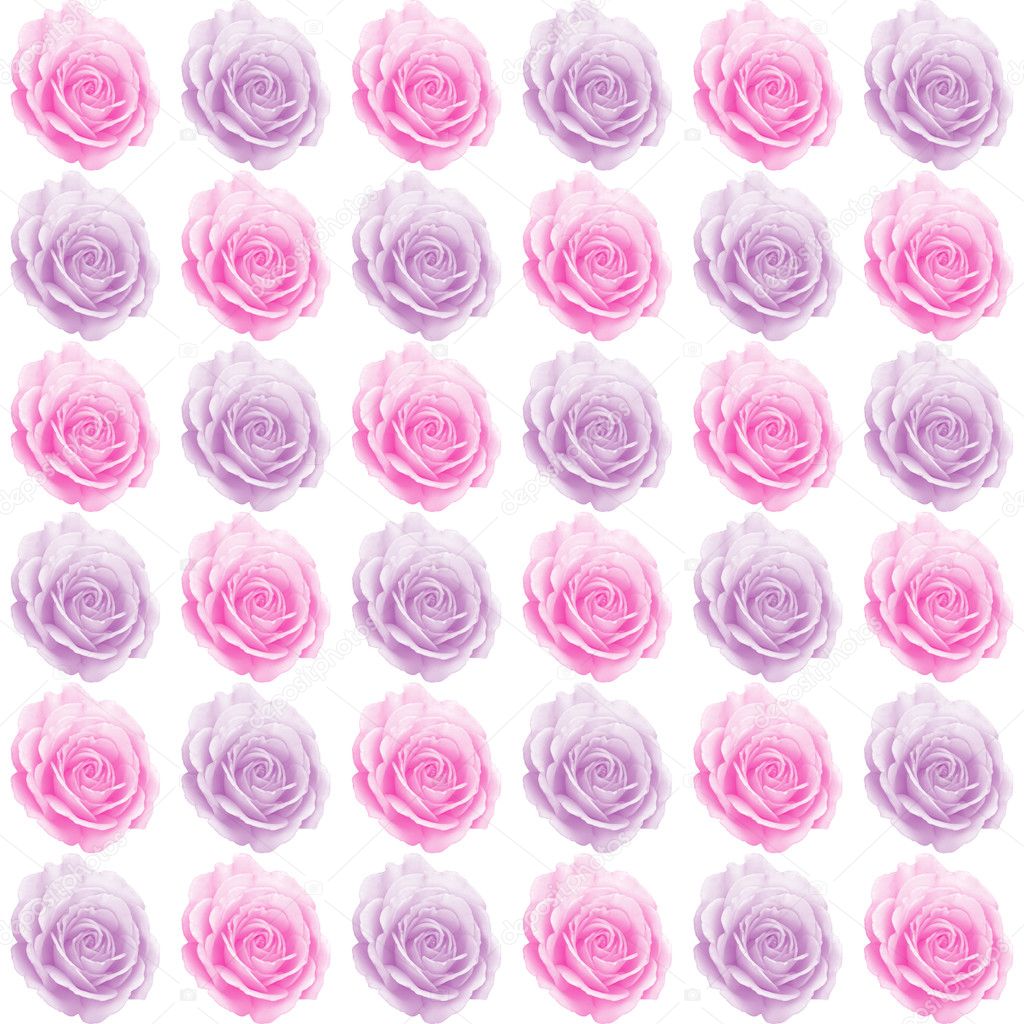 Pink and purple roses floral illustration