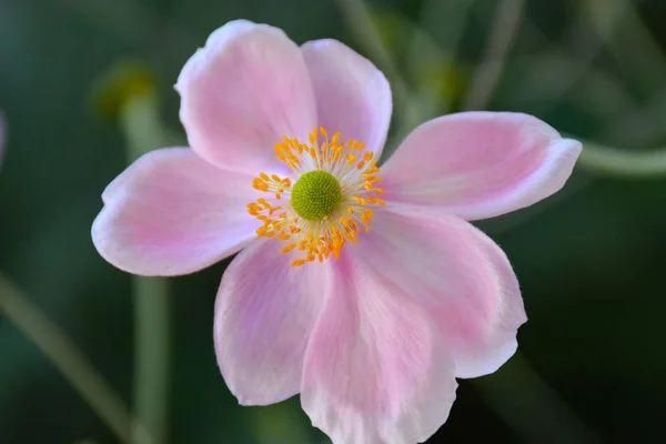 Pink japanese anemone flower — Stock Photo, Image