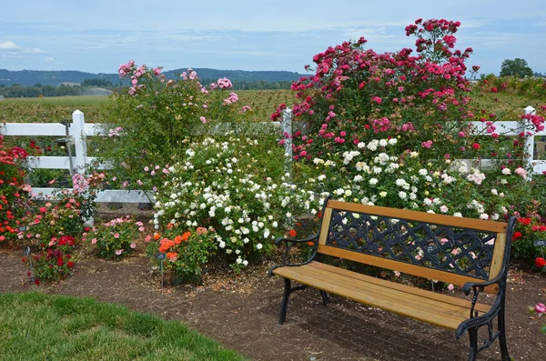 Скамейка в саду роз — стоковое фото