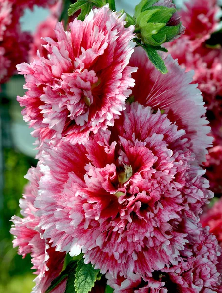 Pink hollyhock hybrid flowers — Stock Photo, Image