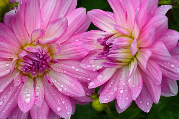 Two pink dahlias — Stock Photo, Image