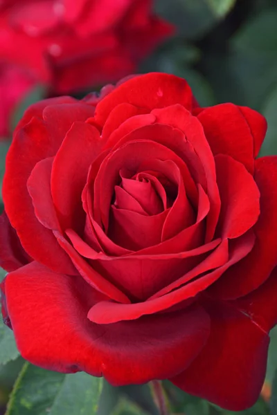 Einzelne rote Rose — Stockfoto