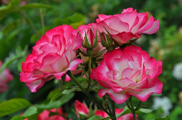 Jardin de roses roses et blanches — Photo