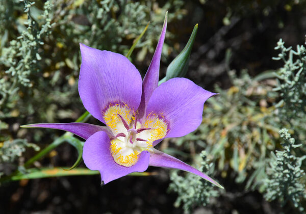 Пурпурный колумбийский полевой цветок
