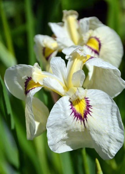 Weiße Irisblüten — Stockfoto