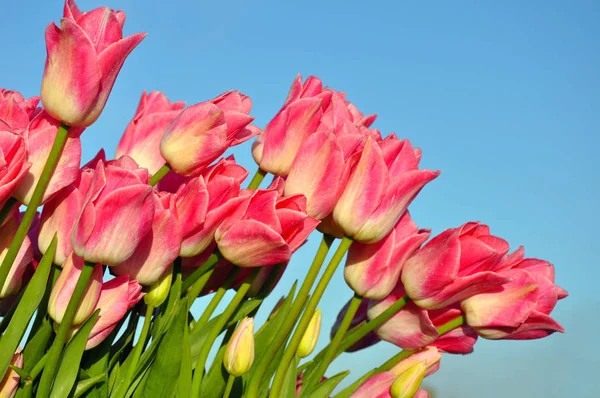 Tullips rosados perfectos — Foto de Stock