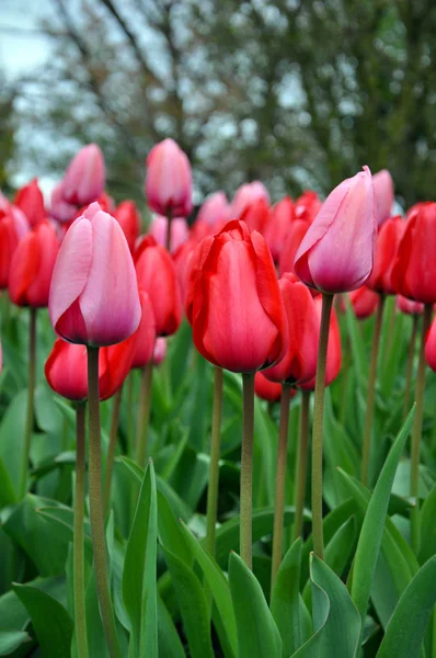 Szép rózsaszín tulipán kert — Stock Fotó