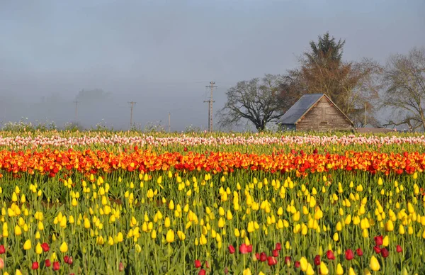 Tulips morning landscape — Stock Photo, Image