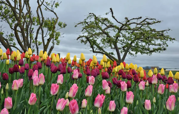 Färgglada våren tulpaner och träd — Stockfoto