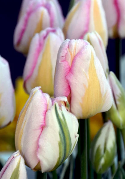 Růžové pruhované rainbow tulipány — Stock fotografie
