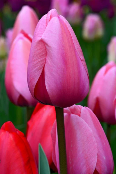 Tökéletes rózsaszín tulipánok — Stock Fotó