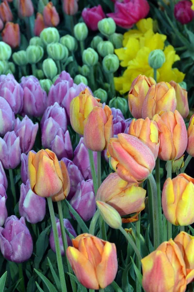 Kleurrijke tulpen bos — Stockfoto